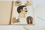 c.1890 Dutch Anatomy Book with Moveable , The Brain and the Senses of Man