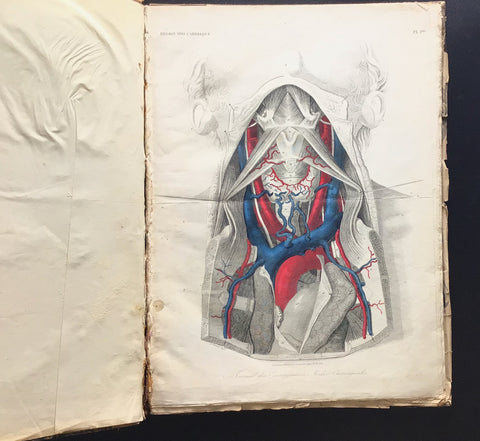 c.1830-60 Collection of Anatomical Plates, Journal des Connaissances Médico-Chirurgicale
