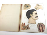 c.1890 Dutch Anatomy Book with Moveable , The Brain and the Senses of Man