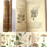 1862 Traité des Plantes Médicinales Indigènes Précédé d'un Cours de Botanique, Antonin Bossu