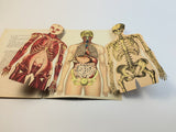 1915 Dutch Anatomy Book with Moveable Models, The human body