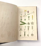 1862 Traité des Plantes Médicinales Indigènes Précédé d'un Cours de Botanique, Antonin Bossu