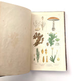 1862 Traité des Plantes Médicinales Indigènes Précédé d'un Cours de Botanique, Antonin Bossu