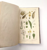 1862 Traité des Plantes Médicinales Indigènes Précédé d'un Cours de Botanique, Antonin Bossu