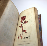 1804 1st UK Edition Elements of Botany by Barton