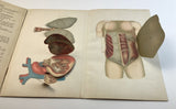 c.1900 Dutch Anatomy Book with Moveable Models, The Circulatory and Digestive System of Man