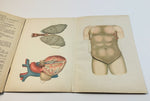 c.1900 Dutch Anatomy Book with Moveable Models, The Circulatory and Digestive System of Man