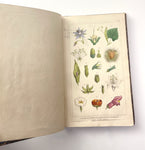 1862 Traité des Plantes Médicinales Indigènes Précédé d'un Cours de Botanique, Antonin Bossu