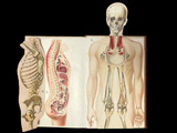 c.1900 Livre d'Or de la Santé [Anatomy/Medicine] 3 Volume Set