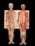 c.1900 Livre d'Or de la Santé [Anatomy/Medicine] 3 Volume Set